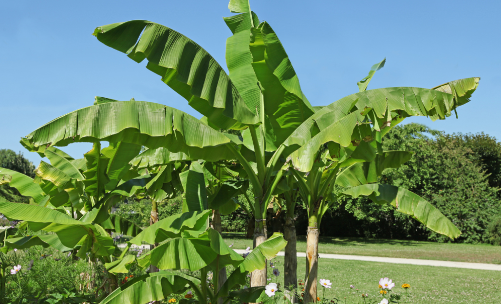 Bananiers / Leaderplant